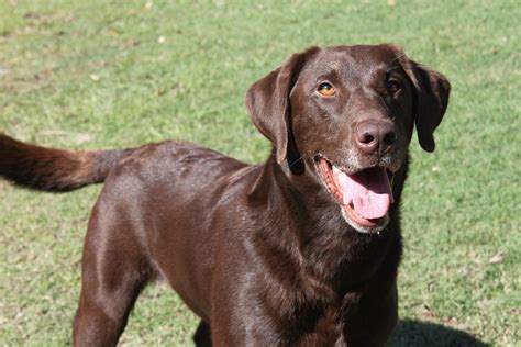 labrador retrievers black chocolate.